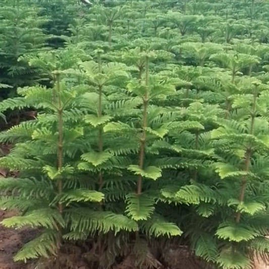 Alkeria Tree – Tropical Garden Tree for landscaping or Compound Design in Uganda