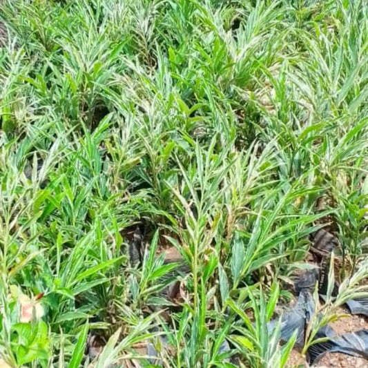 Alpinia Flower | Bold Tropical Blooms for Ugandan Gardens & Compounds