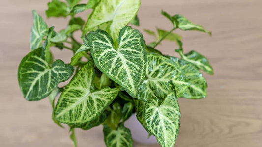 Arrowhead Plant – Air-Purifying Indoor Beauty | Easy to Grow in Uganda