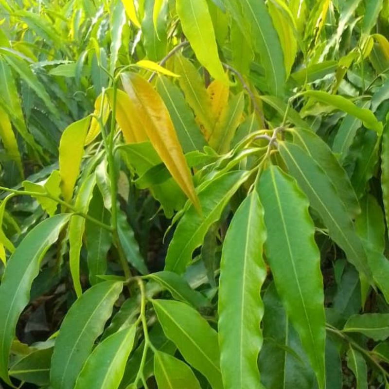 Ashoka Tree in Kampala, Uganda – Elegant Ornamental Tree for Compounds & Avenues | Fast-Growing & Shade-Giving