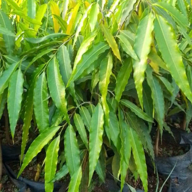 Ashoka Tree in Kampala, Uganda – Elegant Ornamental Tree for Compounds & Avenues | Fast-Growing & Shade-Giving