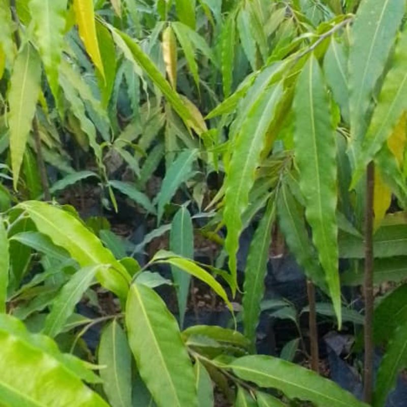 Ashoka Tree in Kampala, Uganda– Elegant Ornamental Tree for Compounds & Avenues | Fast-Growing & Shade-Giving