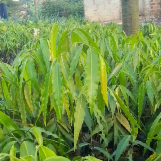 Ashoka Tree in Kampala, Uganda – Elegant Ornamental Tree for Compounds & Avenues | Fast-Growing & Shade-Giving