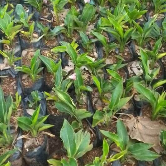 Bird of Paradise Plant in Kampala, Uganda| Exotic Tropical Flower for Home & Garden – Uganda