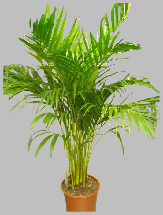 Cane Palm Plant – Elegant Tropical Touch for Uganda Gardens & Homes