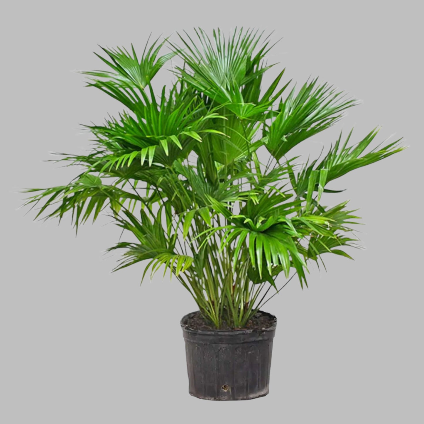 Chinese Fan Palm | Elegant Ornamental Palm for Landscapes in Uganda