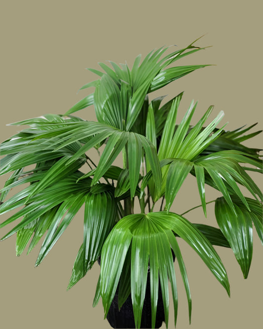 Chinese Fan Palm | Elegant Ornamental Palm for Landscapes in Uganda