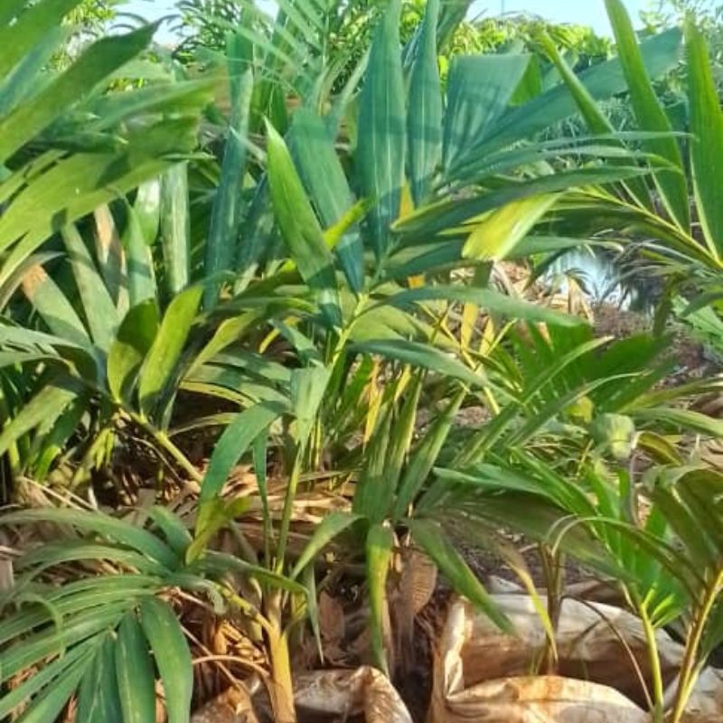 Christmas Palm Tree – Compact, Elegant & Perfect for Uganda Gardens