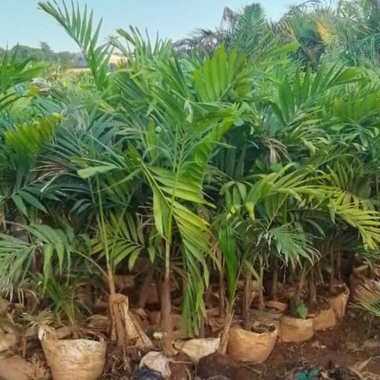 Christmas Palm Tree – Compact, Elegant & Perfect for Uganda Gardens