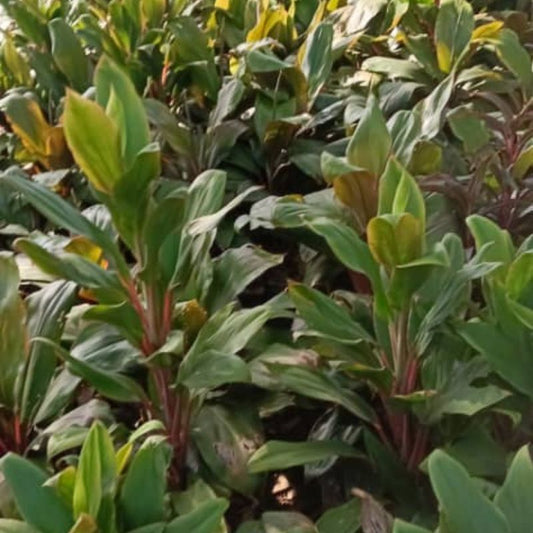 Cordyline Plant | Vibrant Landscaping Flower for Compounds & Gardens