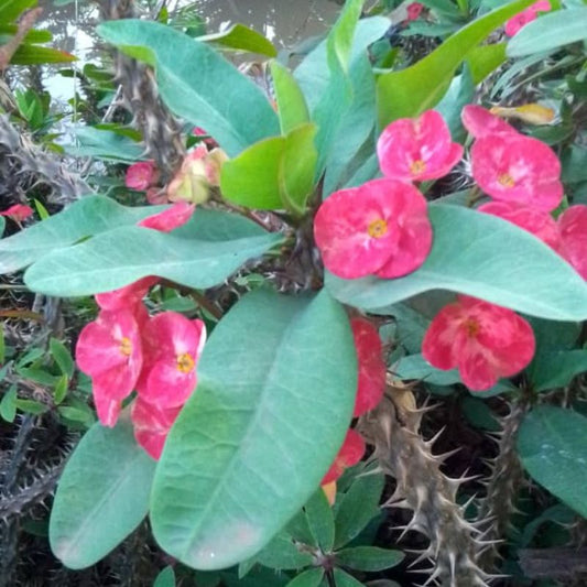 Crown of Thorns Plant in Kampala, Uganda – Tough, Beautiful & Perfect for Sunny Ugandan Gardens
