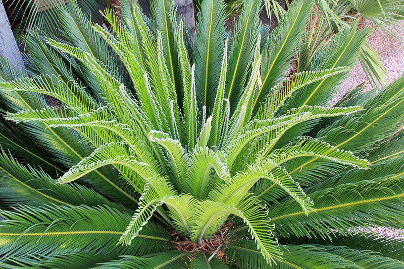 Cycad Palm – Timeless, Sculptural Beauty for Stylish Compounds in Uganda