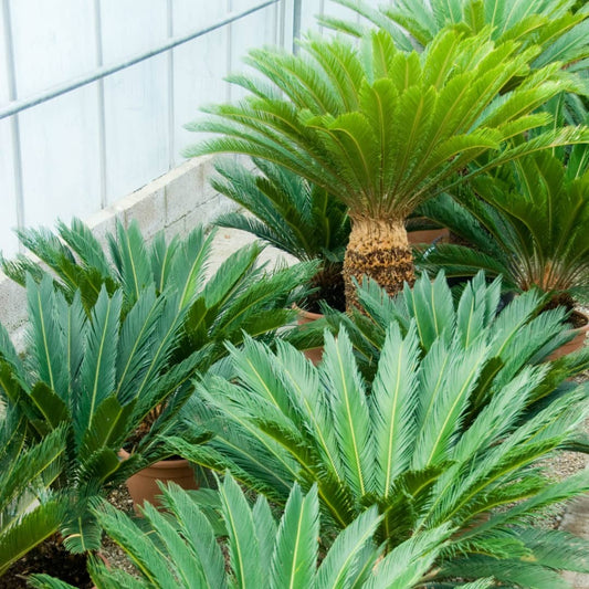 Cycad Palm – Timeless, Sculptural Beauty for Stylish Compounds in Uganda