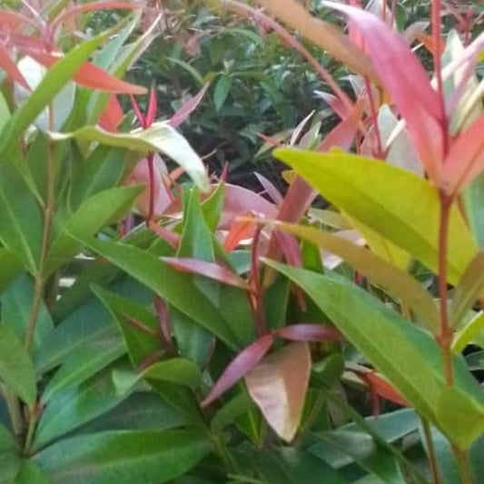 Eugenia Plant in Kampala, Uganda – Elegant Hedge & Fence Shrub | Easy to Trim, Lush Green Beauty