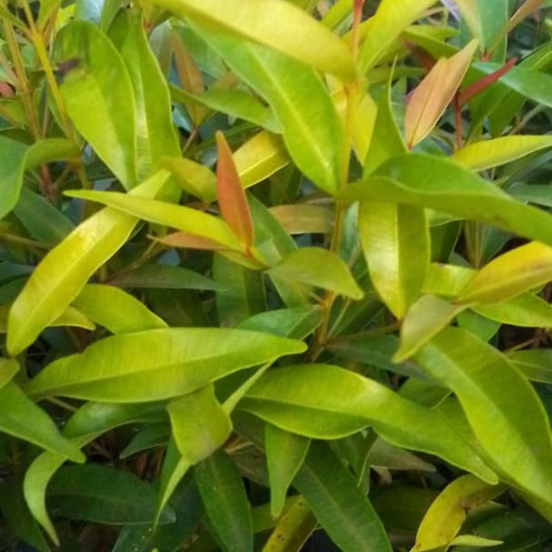 Eugenia Plant in Kampala, Uganda – Elegant Hedge & Fence Shrub | Easy to Trim, Lush Green Beauty