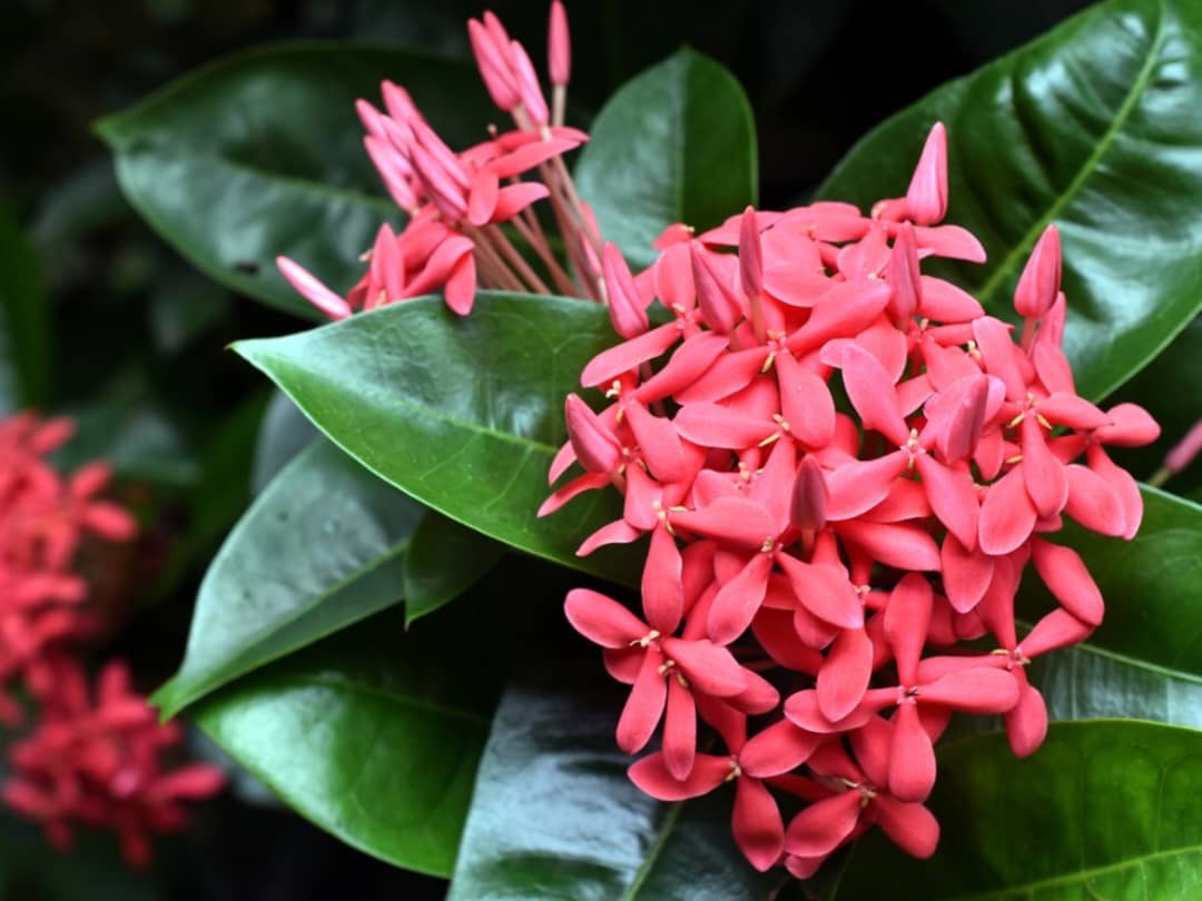 Ixora Plant | Colorful Flowering Shrub for Gardens & Hedges in Uganda