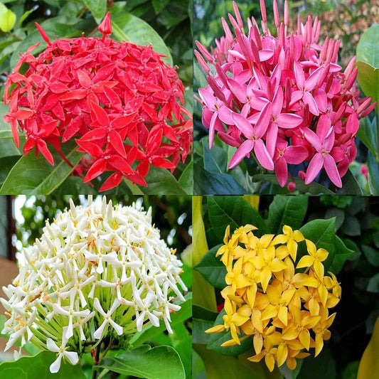 Ixora Plant | Colorful Flowering Shrub for Gardens & Hedges in Uganda