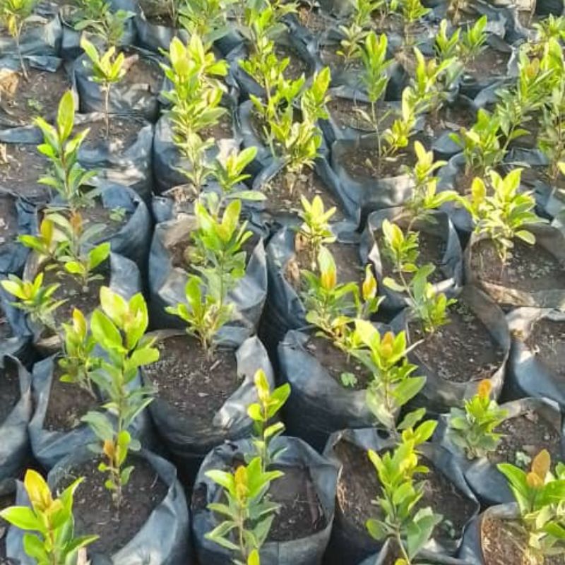 Ixora Plant | Colorful Flowering Shrub for Gardens & Hedges in Uganda
