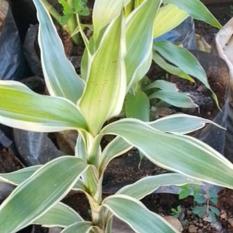 Lucky Bamboo in Kampala, Uganda – Indoor Plant for Prosperity, Peace & Style