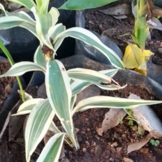 Lucky Bamboo in Kampala, Uganda – Indoor Plant for Prosperity, Peace & Style