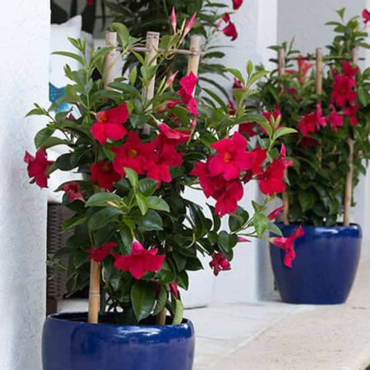 Mandevilla Plant – Bold Flowers & Tropical Vibes for Ugandan Compounds