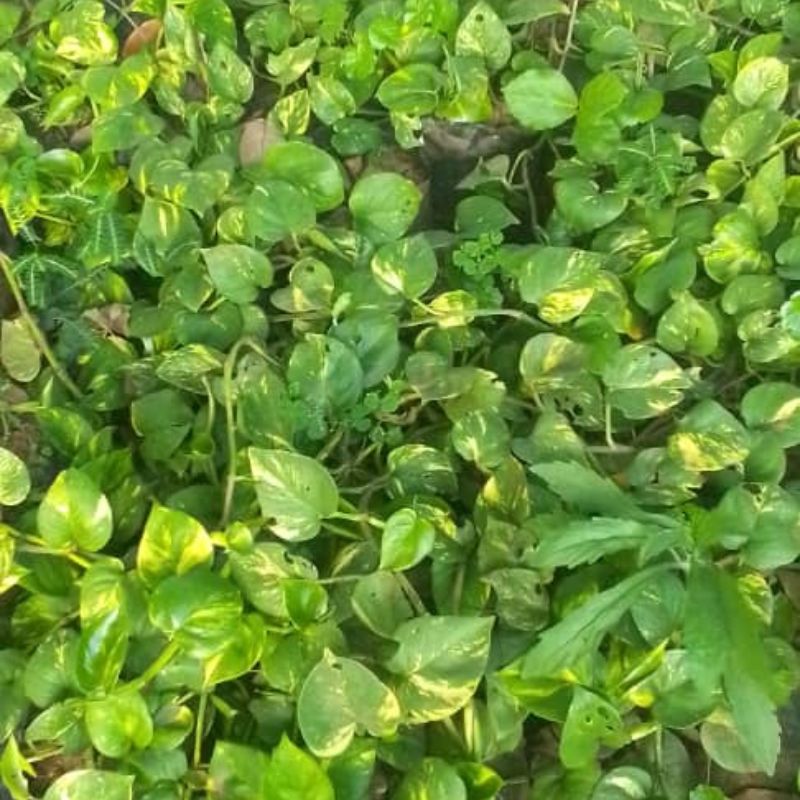 Money Plant | Indoor Air-Purifying Vine in Kampala, Uganda – Easy to Grow in Uganda Homes & Offices