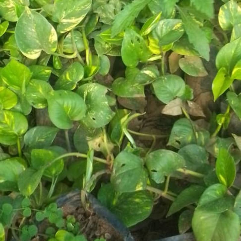 Money Plant | Indoor Air-Purifying Vine in Kampala, Uganda – Easy to Grow in Uganda Homes & Offices