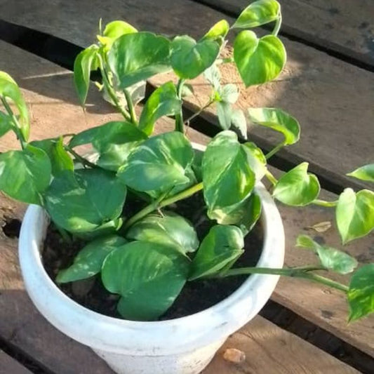 Money Plant | Indoor Air-Purifying Vine in Kampala, Uganda – Easy to Grow in Uganda Homes & Offices