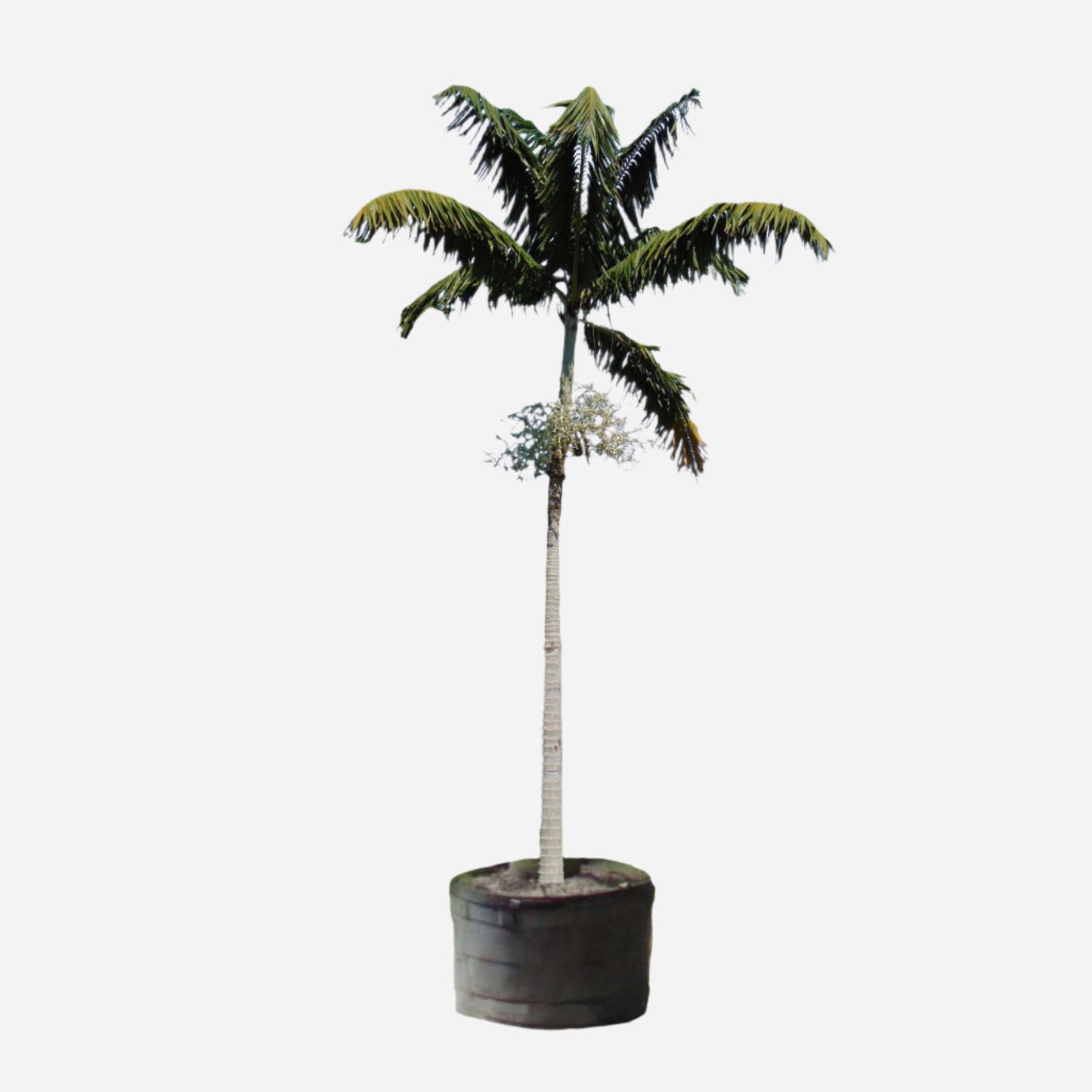 Montgomery Palm Plant – Elegant Tropical Vibe for Ugandan Gardens & Compounds