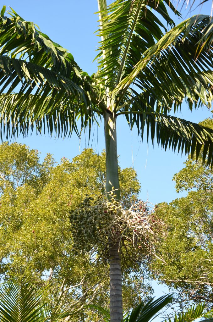Montgomery Palm Plant – Elegant Tropical Vibe for Ugandan Gardens & Compounds