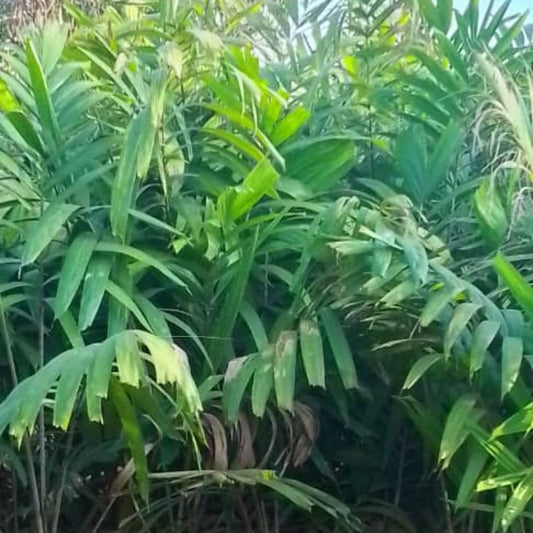 Montgomery Palm Plant – Elegant Tropical Vibe for Ugandan Gardens & Compounds