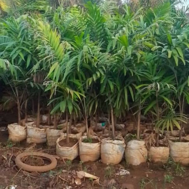 Montgomery Palm Plant – Elegant Tropical Vibe for Ugandan Gardens & Compounds