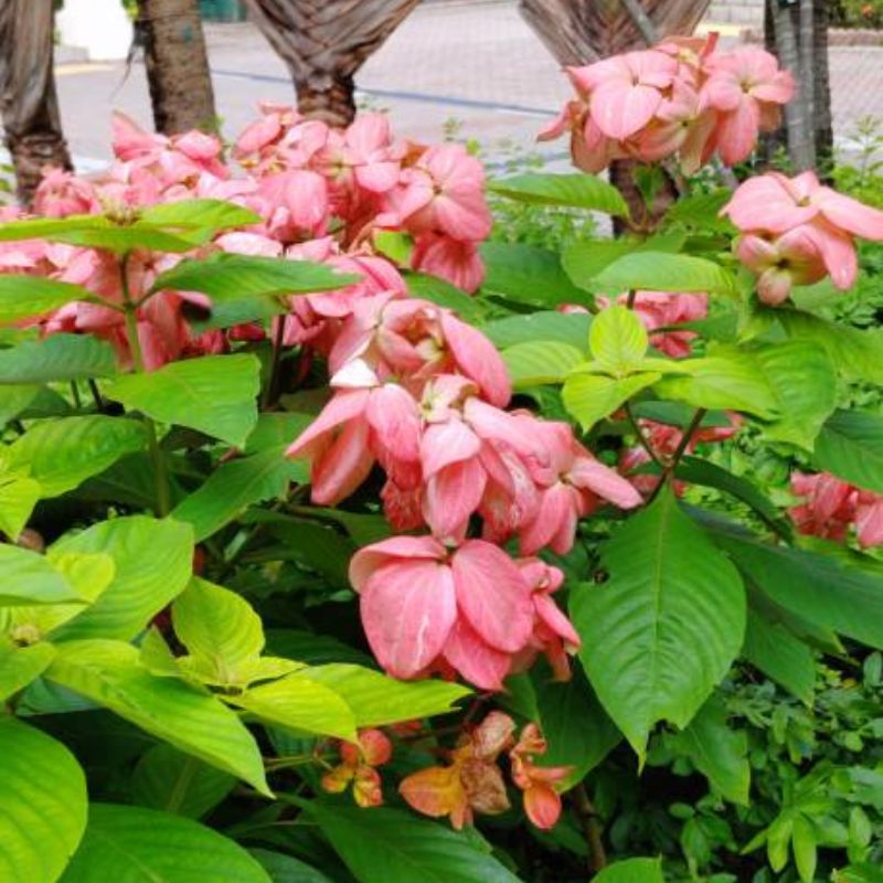 Mussaenda Plant | Bold Tropical Flowering Shrub for Compounds in Uganda