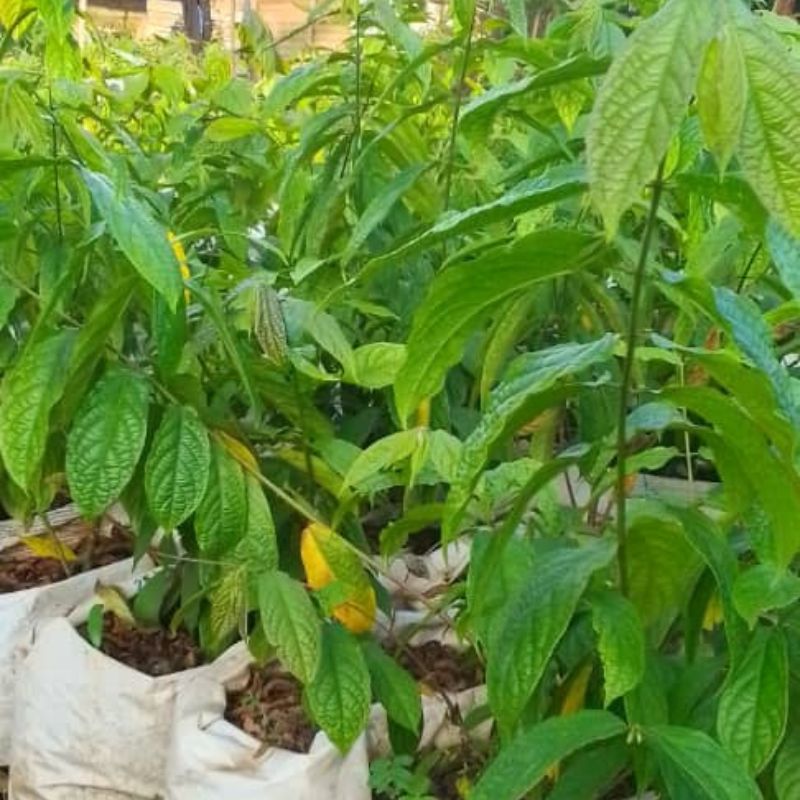 Mussaenda Plant | Bold Tropical Flowering Shrub for Compounds in Uganda