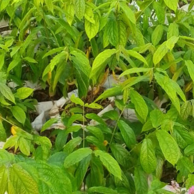 Mussaenda Plant | Bold Tropical Flowering Shrub for Compounds in Uganda