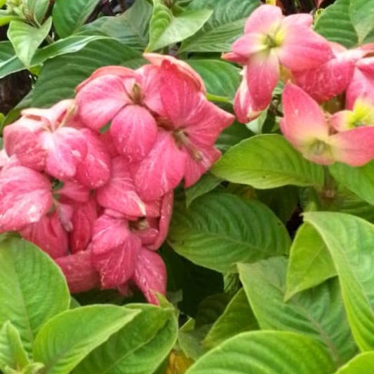 Mussaenda Pink Flower Plant in Kampala, Uganda – Elegant Tropical Blooms for Gardens in Uganda
