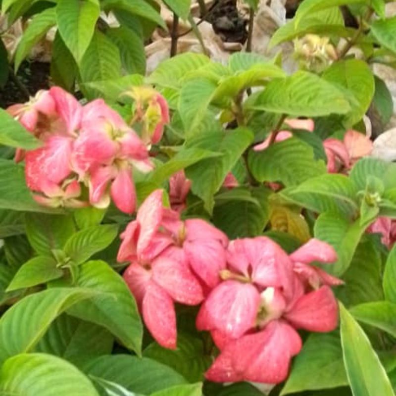 Mussaenda Pink Flower Plant in Kampala, Uganda – Elegant Tropical Blooms for Gardens in Uganda