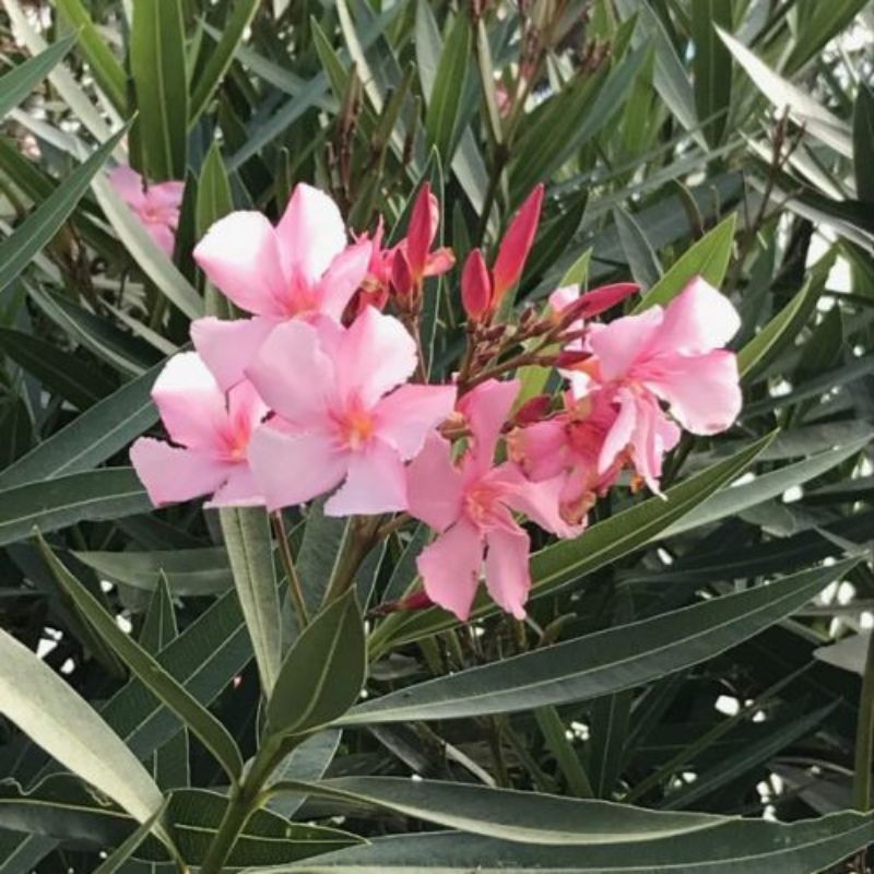 Orienda Plant in Kampala, Uganda – Elegant Fence & Border Beauty for Ugandan Gardens