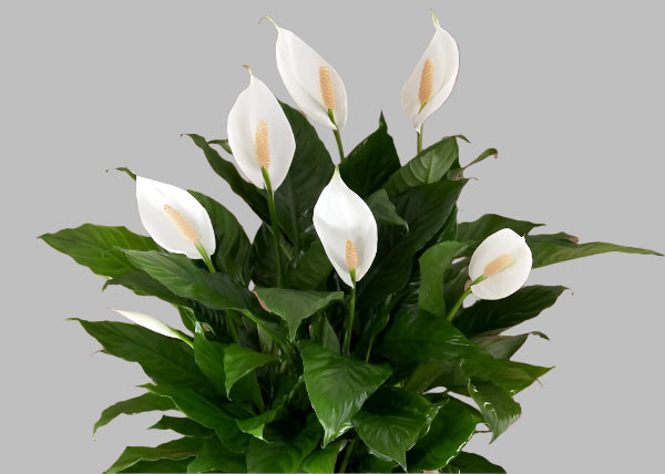Peace Lily Plant – Elegant, Air-Purifying Beauty for Homes & Offices in Uganda