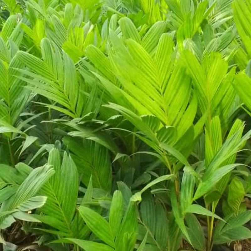 Pinanga Palm in Kampala, Uganda | Elegant Tropical Palm for Indoors & Shaded Gardens