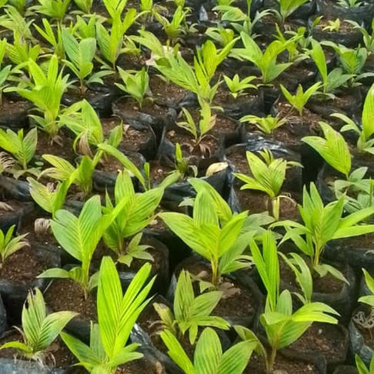 Pinanga Palm in Kampala, Uganda | Elegant Tropical Palm for Indoors & Shaded Gardens