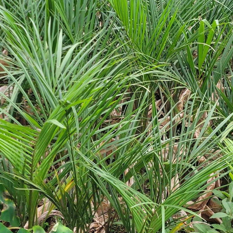 Royal Palm tree with a tall trunk and crown of arching green fronds for tropical garden and compound landscaping in Uganda.