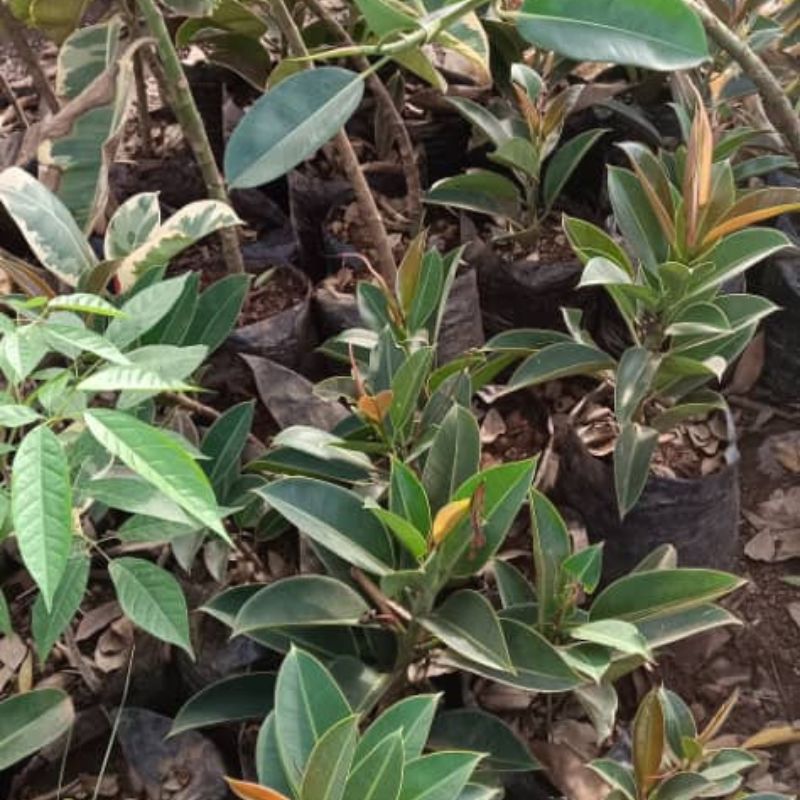 Rubber Plant – Elegant Indoor Plant & Air Purifier | Kampala Uganda