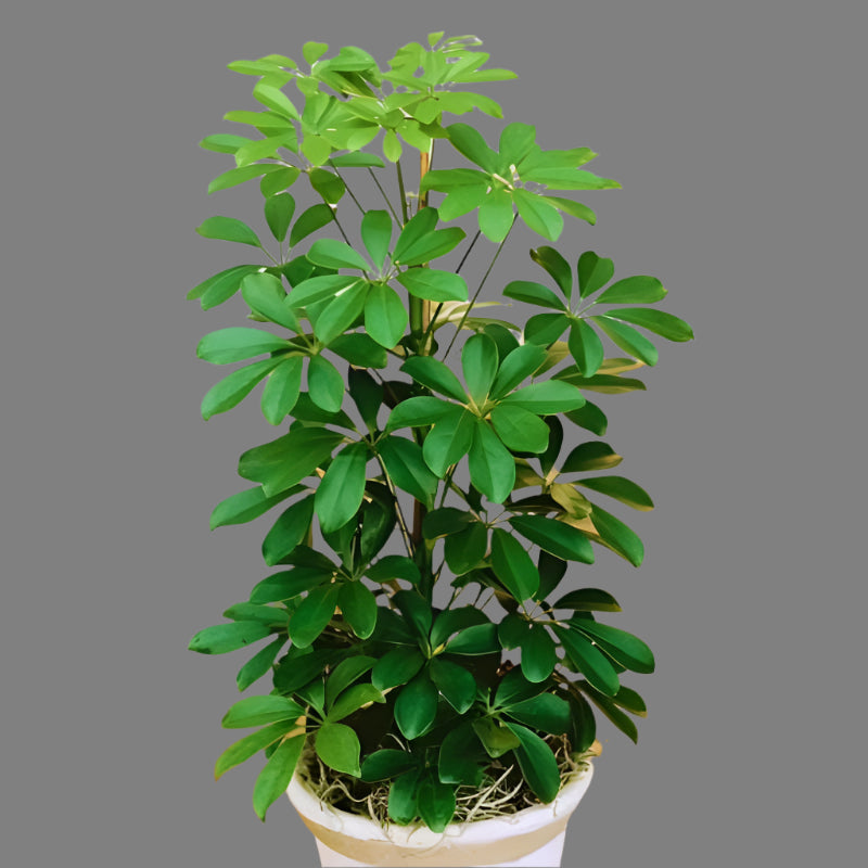 Schefflera Plant – Air-Purifying Indoor & Outdoor Beauty in Uganda