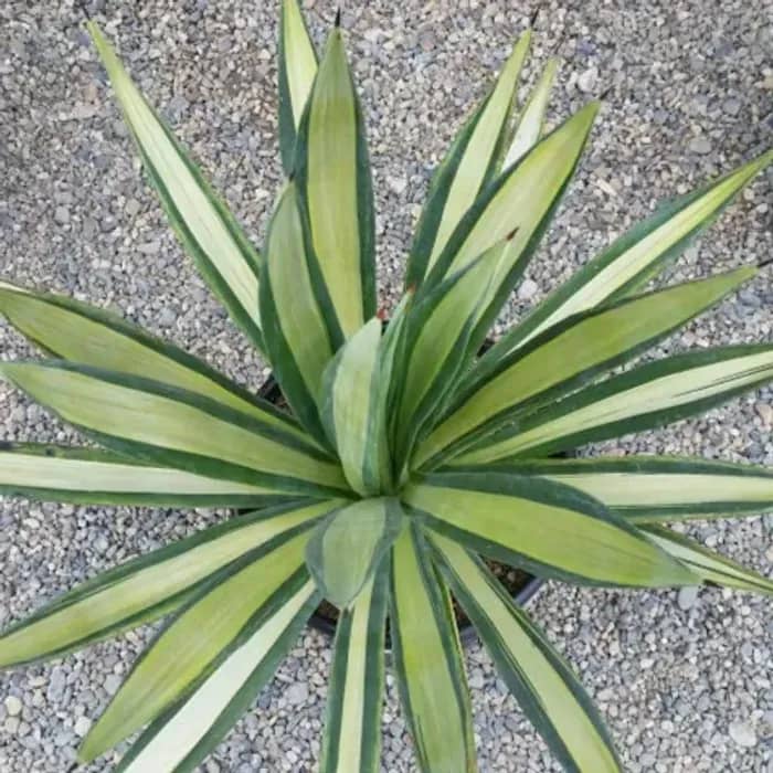 Sisal Plant – Bold, Drought-Tolerant Beauty for Landscapes in Uganda