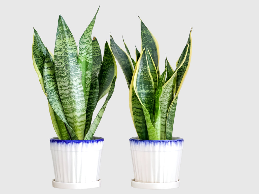Snake Plant – Stylish, Air-Purifying & Perfect for Ugandan Homes and Offices