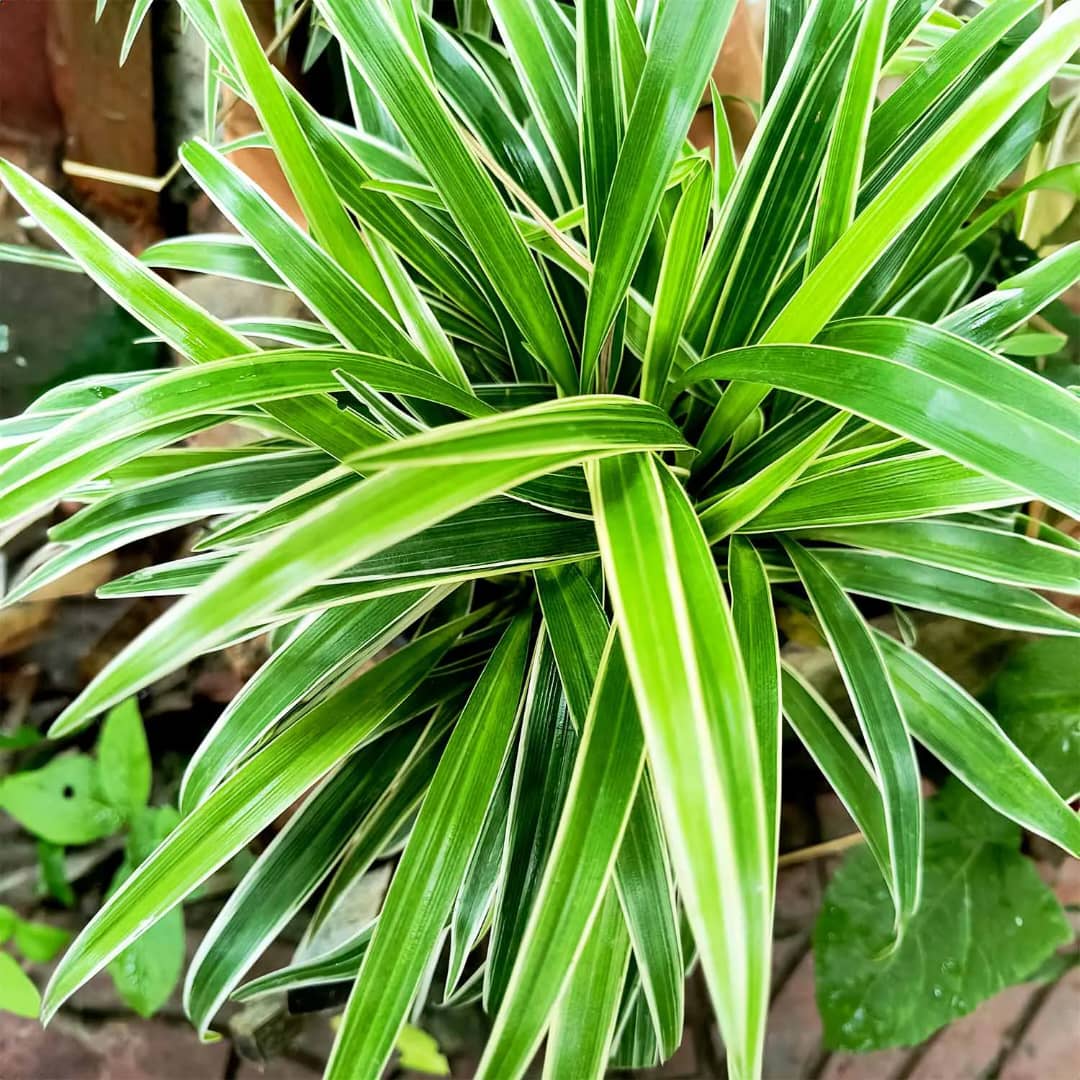 Spider Grass – Air-Purifying Greenery for Indoors & Compounds in Uganda