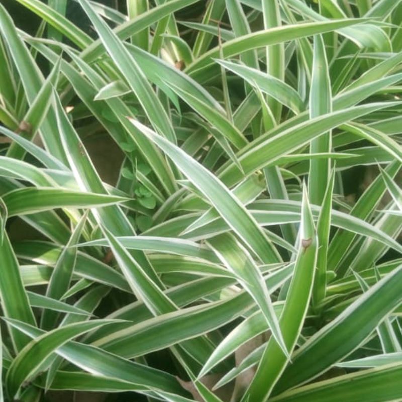 Spider Grass – Air-Purifying Greenery for Indoors & Compounds in Uganda