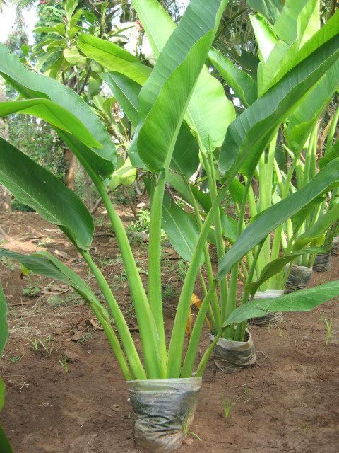 Traveller’s Palm – Tropical Landscaping Tree for Compounds | Uganda