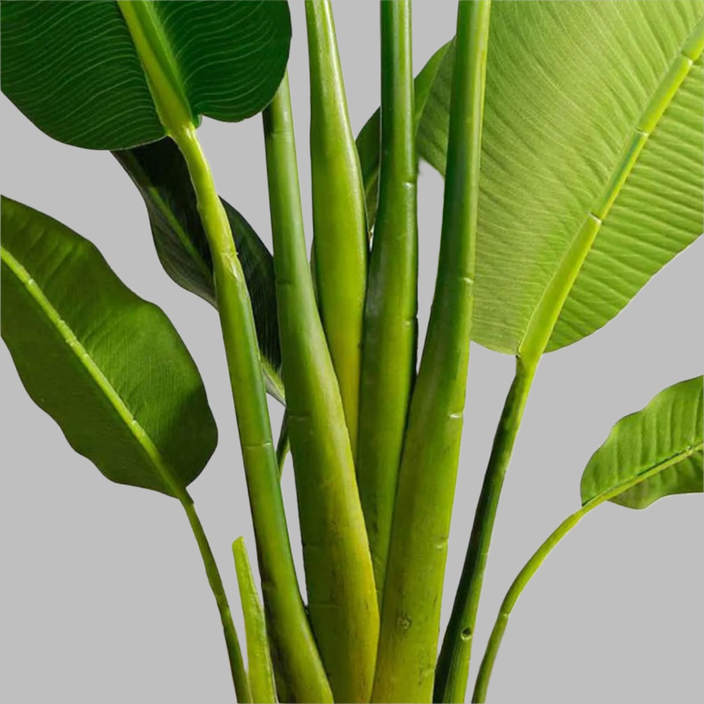 Traveller’s Palm – Tropical Landscaping Tree for Compounds | Uganda